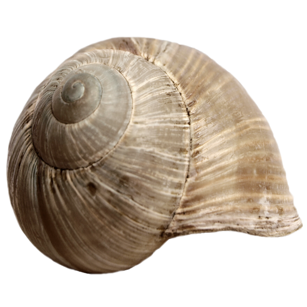 shell